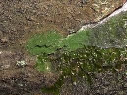 Attēlu rezultāti vaicājumam “Trichiaceae, Hemitrichiaceae, Arcyriaceae”