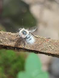 Attēlu rezultāti vaicājumam “Entomophthora”