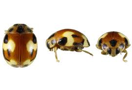 Attēlu rezultāti vaicājumam “Coccinellidae”