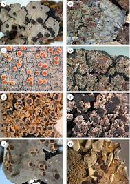 Attēlu rezultāti vaicājumam “Parmeliella triptophylla”