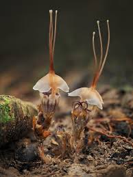 Attēlu rezultāti vaicājumam “Diachea leucopodia young”