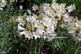 Image result for beladona