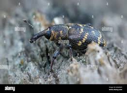 Attēlu rezultāti vaicājumam “Hylobius abietis”