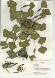 Attēlu rezultāti vaicājumam “Trapaceae”