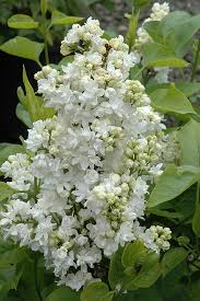 Attēlu rezultāti vaicājumam “Syringa vulgaris flower”