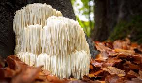 Attēlu rezultāti vaicājumam “Erinaceus sp.”