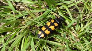 Attēlu rezultāti vaicājumam “Leptura quadrifasciata”
