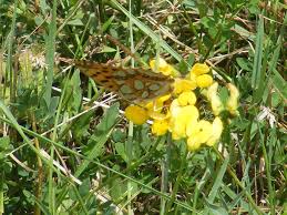 Attēlu rezultāti vaicājumam “Issoria lathonia upperside”