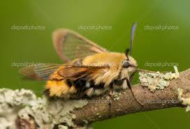 Attēlu rezultāti vaicājumam “Hemaris tityus”