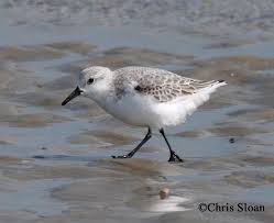 Attēlu rezultāti vaicājumam “Calidris”