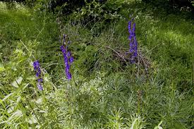 Attēlu rezultāti vaicājumam “Aconitum napellus leaf”
