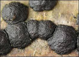 Attēlu rezultāti vaicājumam “Hypoxylon fuscum”