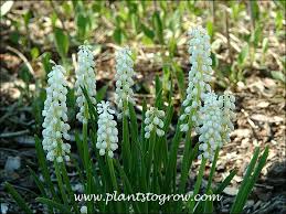 Attēlu rezultāti vaicājumam “Muscari botryoides flower”