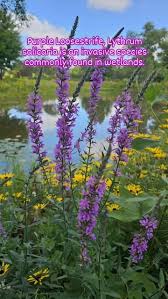 Attēlu rezultāti vaicājumam “Lythrum salicaria”