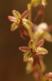 Attēlu rezultāti vaicājumam “Listera cordata fruit”