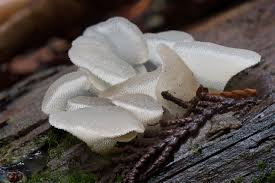 Attēlu rezultāti vaicājumam “Pseudohydnum gelatinosum”