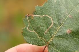 Attēlu rezultāti vaicājumam “Lyonetia clerkella”