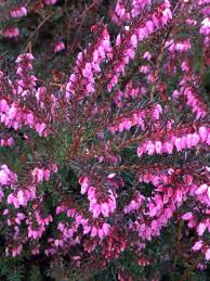 Attēlu rezultāti vaicājumam “Erica x darleyensis flower”