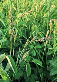 Attēlu rezultāti vaicājumam “Carex hartmanii”