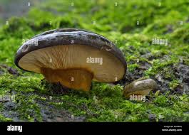 Attēlu rezultāti vaicājumam “Panellus serotinus”