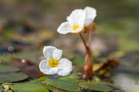 Attēlu rezultāti vaicājumam “Hydrocharis morsus-ranae fruit”