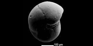 Attēlu rezultāti vaicājumam “Fuligo gyrosa macro”
