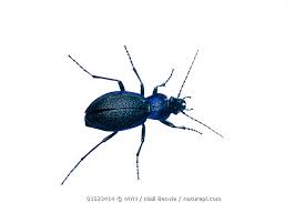 Attēlu rezultāti vaicājumam “Carabus violaceus”