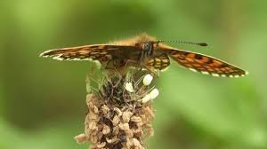 Attēlu rezultāti vaicājumam “Mellicta athalia upperside”