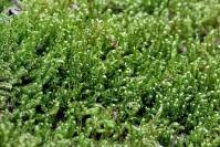 Attēlu rezultāti vaicājumam “Sanionia uncinata”