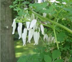 Image result for Adlumia fungosa