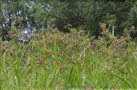 Attēlu rezultāti vaicājumam “Scirpus sylvaticus bud”