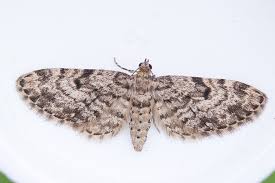 Attēlu rezultāti vaicājumam “Eupithecia tantillaria”