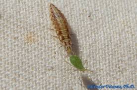 Attēlu rezultāti vaicājumam “Chrysopidae larva”