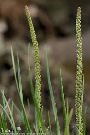 Attēlu rezultāti vaicājumam “Triglochin maritimum”
