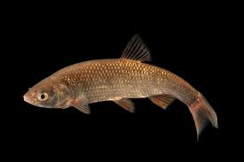 Image result for Squalius cephalus