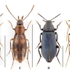 Attēlu rezultāti vaicājumam “Melandryidae”
