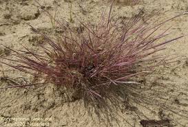 Attēlu rezultāti vaicājumam “Corynephorus canescens”