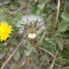 Attēlu rezultāti vaicājumam “Taraxacum officinale aggr.”
