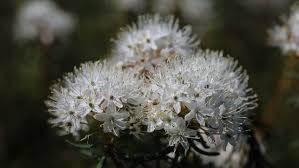 Attēlu rezultāti vaicājumam “Ledum palustre flower”