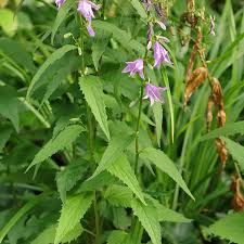 Attēlu rezultāti vaicājumam “Campanula rapunculoides leaf”
