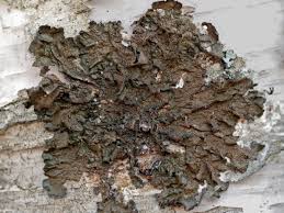 Attēlu rezultāti vaicājumam “Melanohalea olivacea”