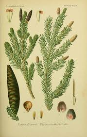 Attēlu rezultāti vaicājumam “Picea orientalis”