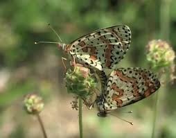 Attēlu rezultāti vaicājumam “Melitaea didyma male”