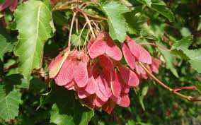 Attēlu rezultāti vaicājumam “Acer tataricum fruit”