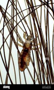 Attēlu rezultāti vaicājumam “Pediculus humanus capitis”