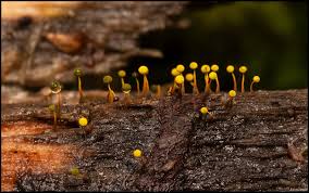 Attēlu rezultāti vaicājumam “Physarum straminipes young”