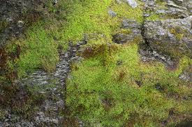 Attēlu rezultāti vaicājumam “Nardia geoscyphus”