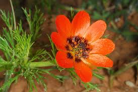 Image result for Adonis aestivalis