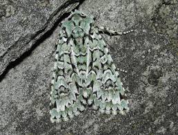 Attēlu rezultāti vaicājumam “Griposia aprilina”