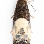 Attēlu rezultāti vaicājumam “Notocelia cynosbatella”